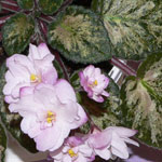 African Violet Miniature Trailer